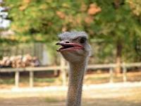Autruche, Struthio camelus (Photo F. Mrugala) (5)